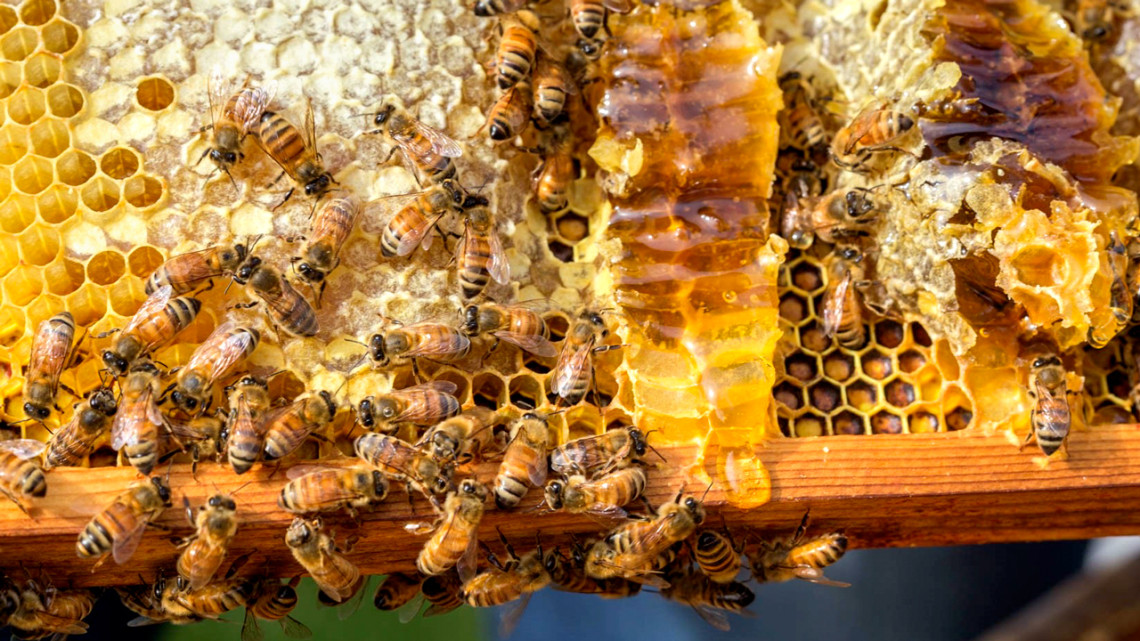 2026 Beekeeping Laws by Zip Code: What New Beekeepers Must Know to Avoid Fines