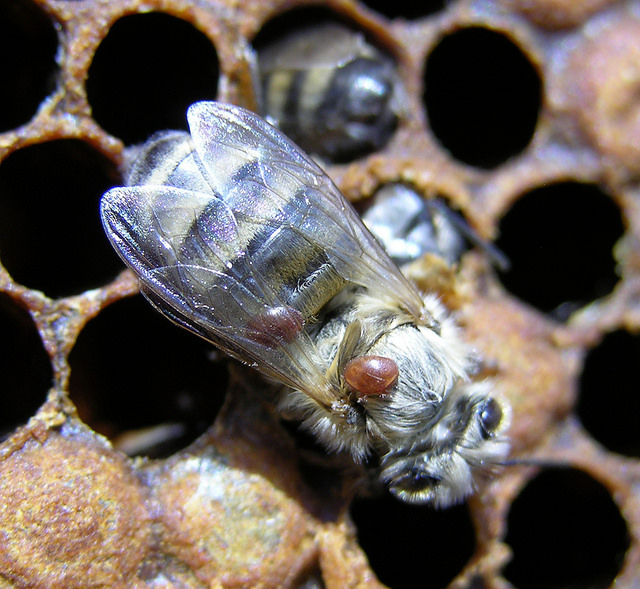 Beekeeping laws