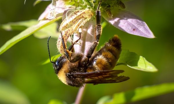 Beekeeping laws