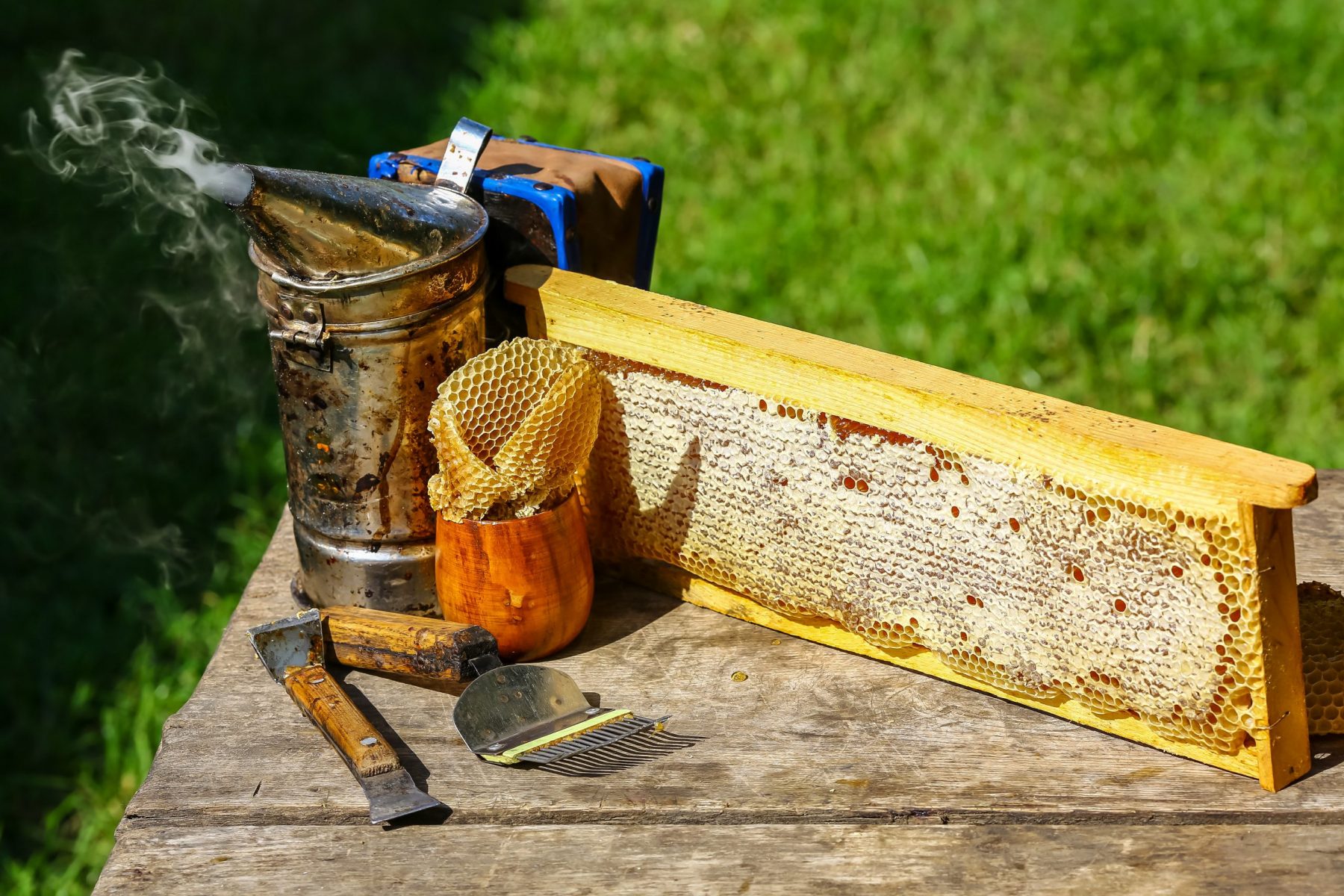 Best Beekeeping Starter Kits for 2026: A Beginner’s Guide