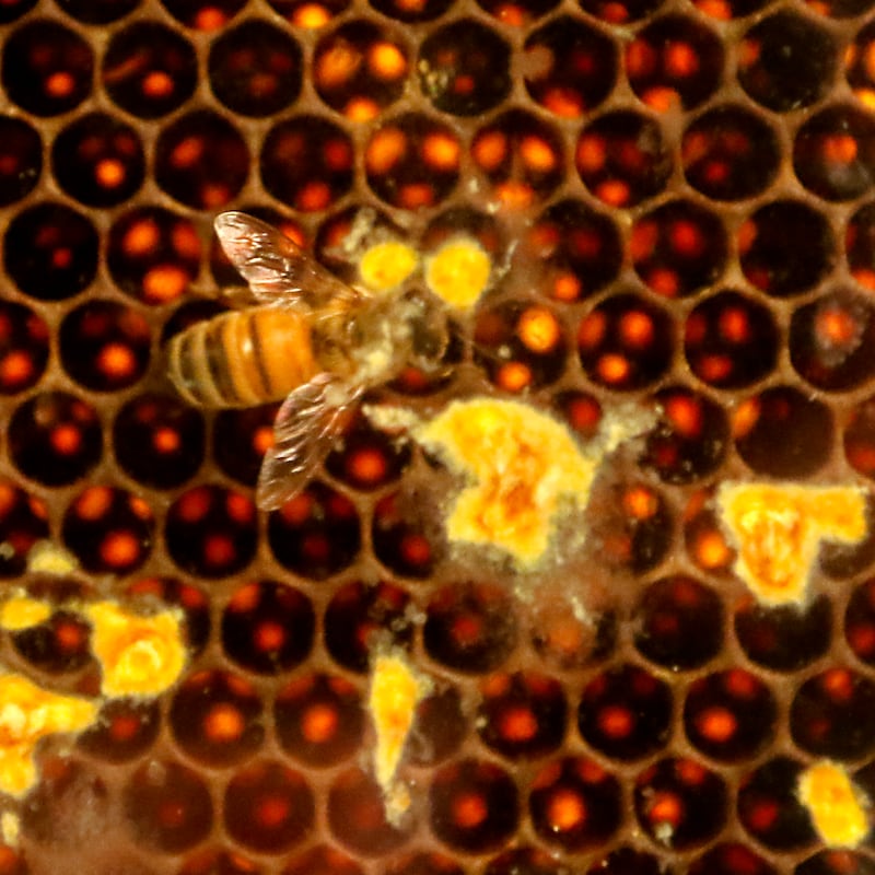 Beekeeping laws