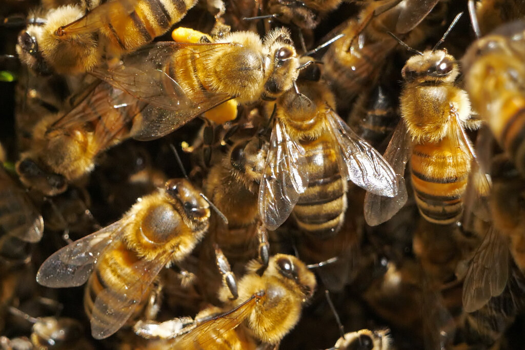 Beekeeping laws
