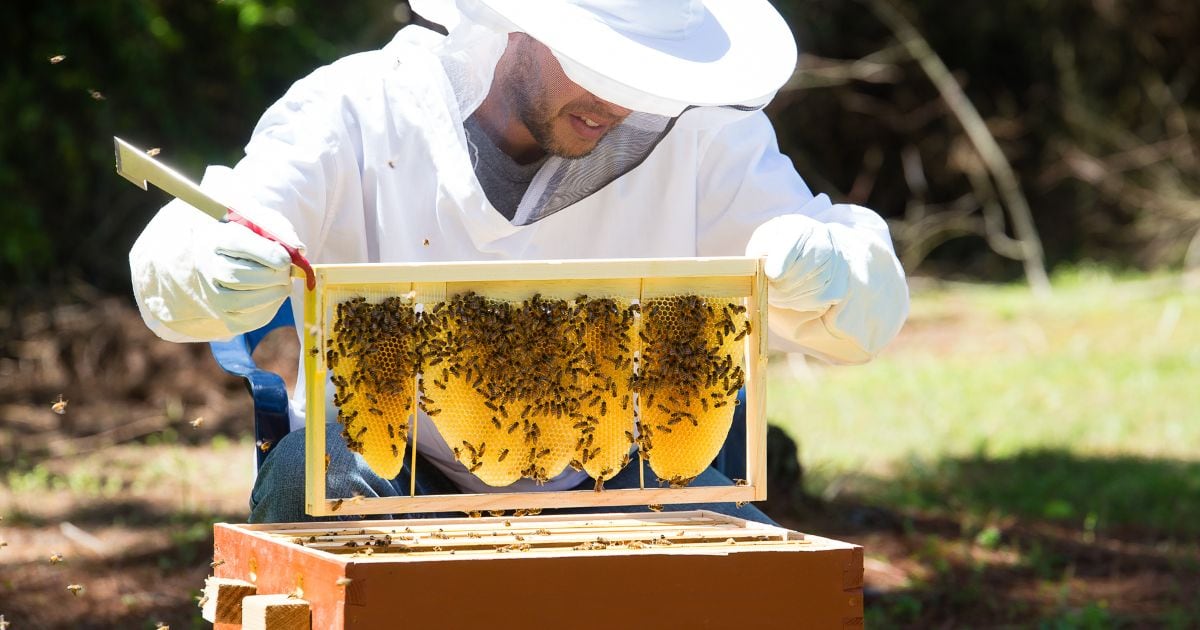 to Natural Beekeeping