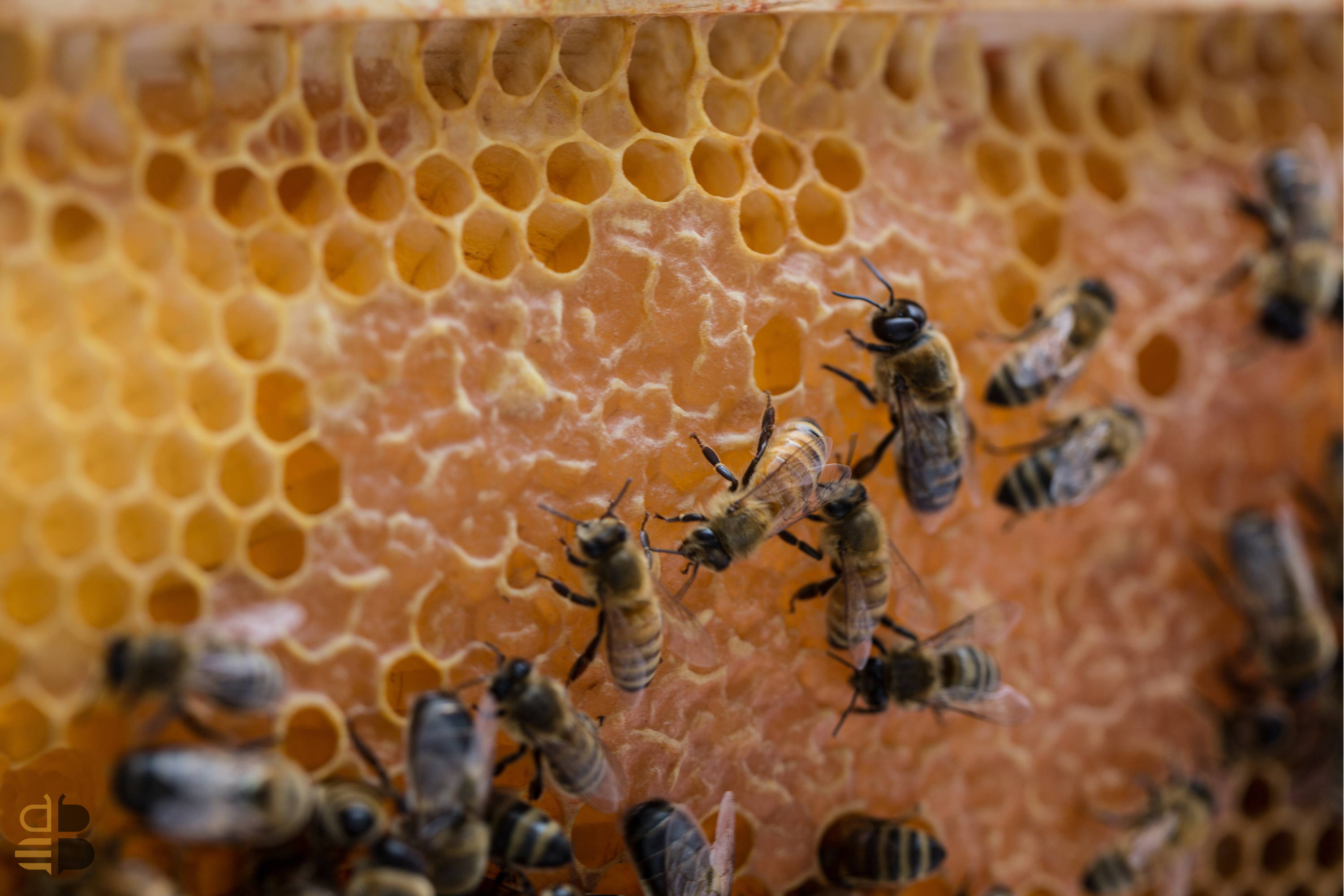 to Natural Beekeeping