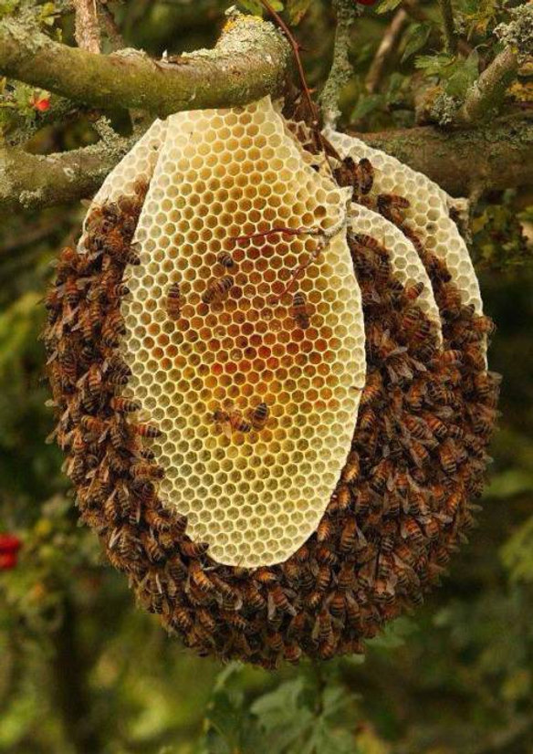 to Natural Beekeeping