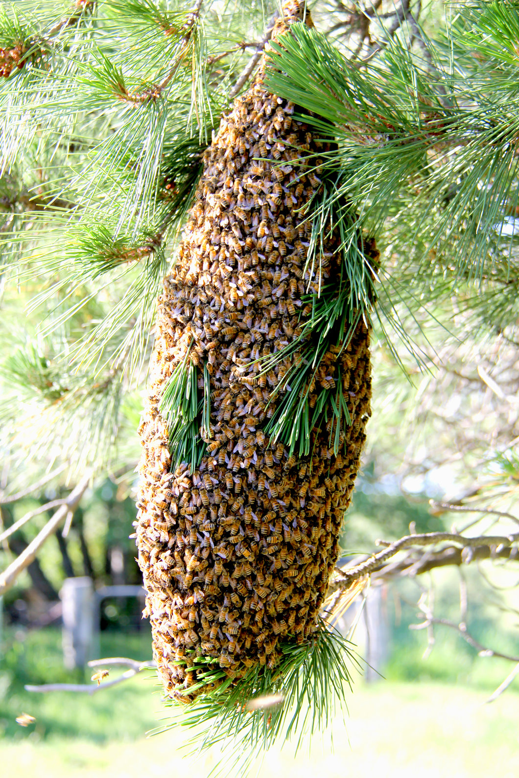 to Natural Beekeeping