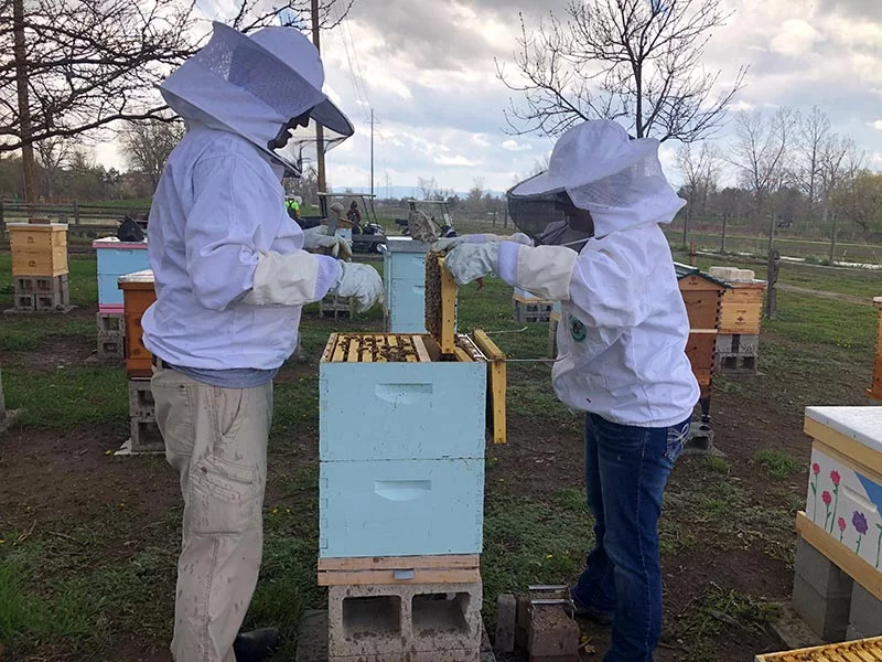 Beekeeping Laws: Your Local Compliance Checklist