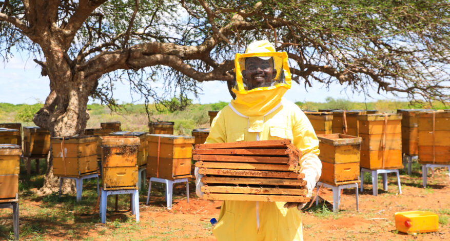 Bee drinking from a waterer with pebbles, illustrating climate-resilient beekeeping practices.