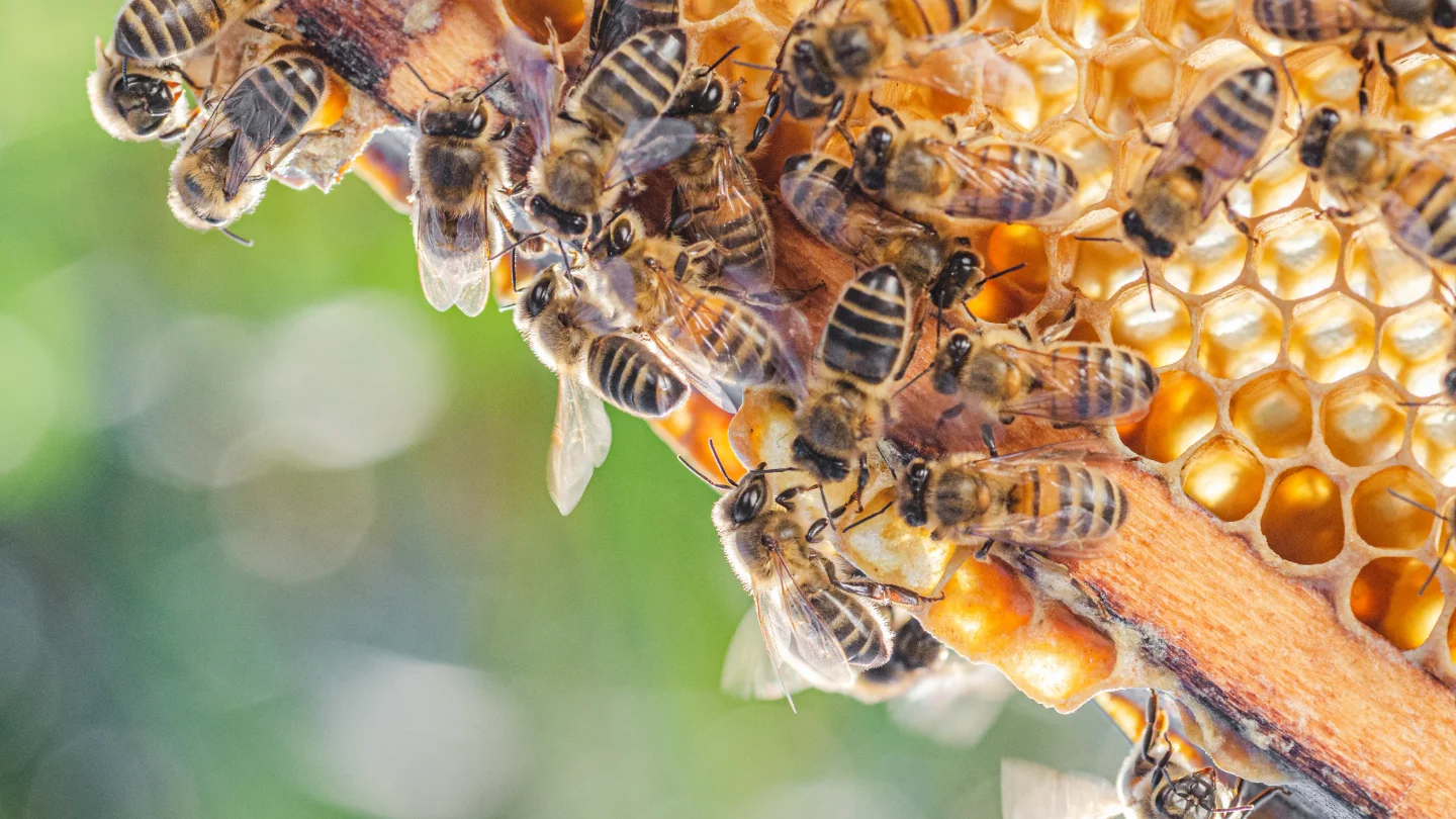 Beginner beekeeping