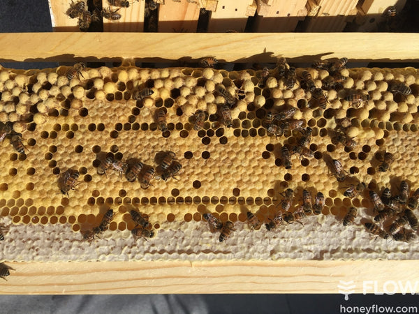 Beginner Beekeeping: Your First Hive and Legal Checklist