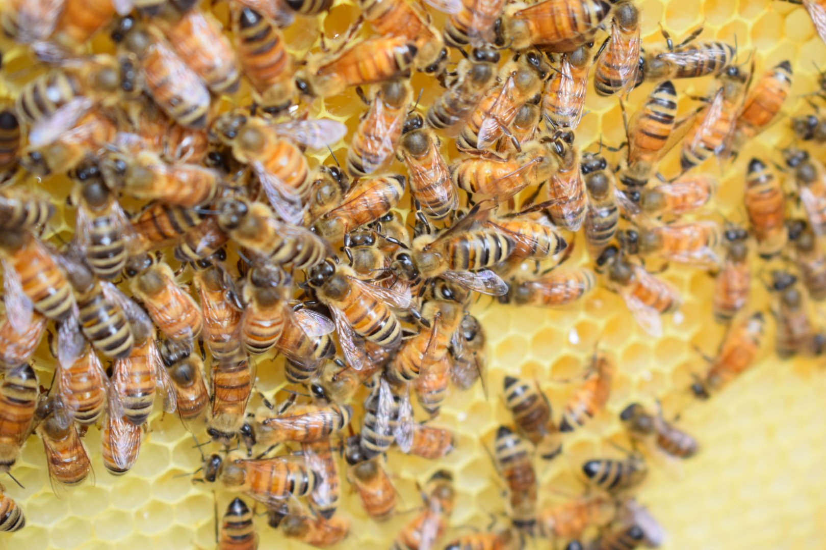 Beginner beekeeping