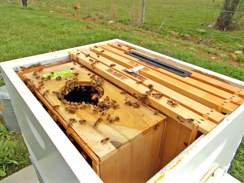 How to safely install package bees in cold weather - Honey Bee Suite