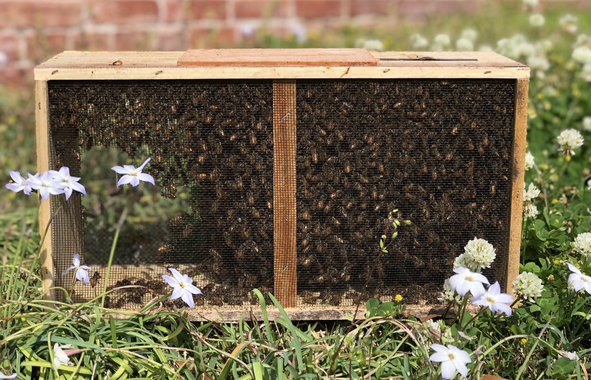 Nuc Installation Instructions – All American Bee Company