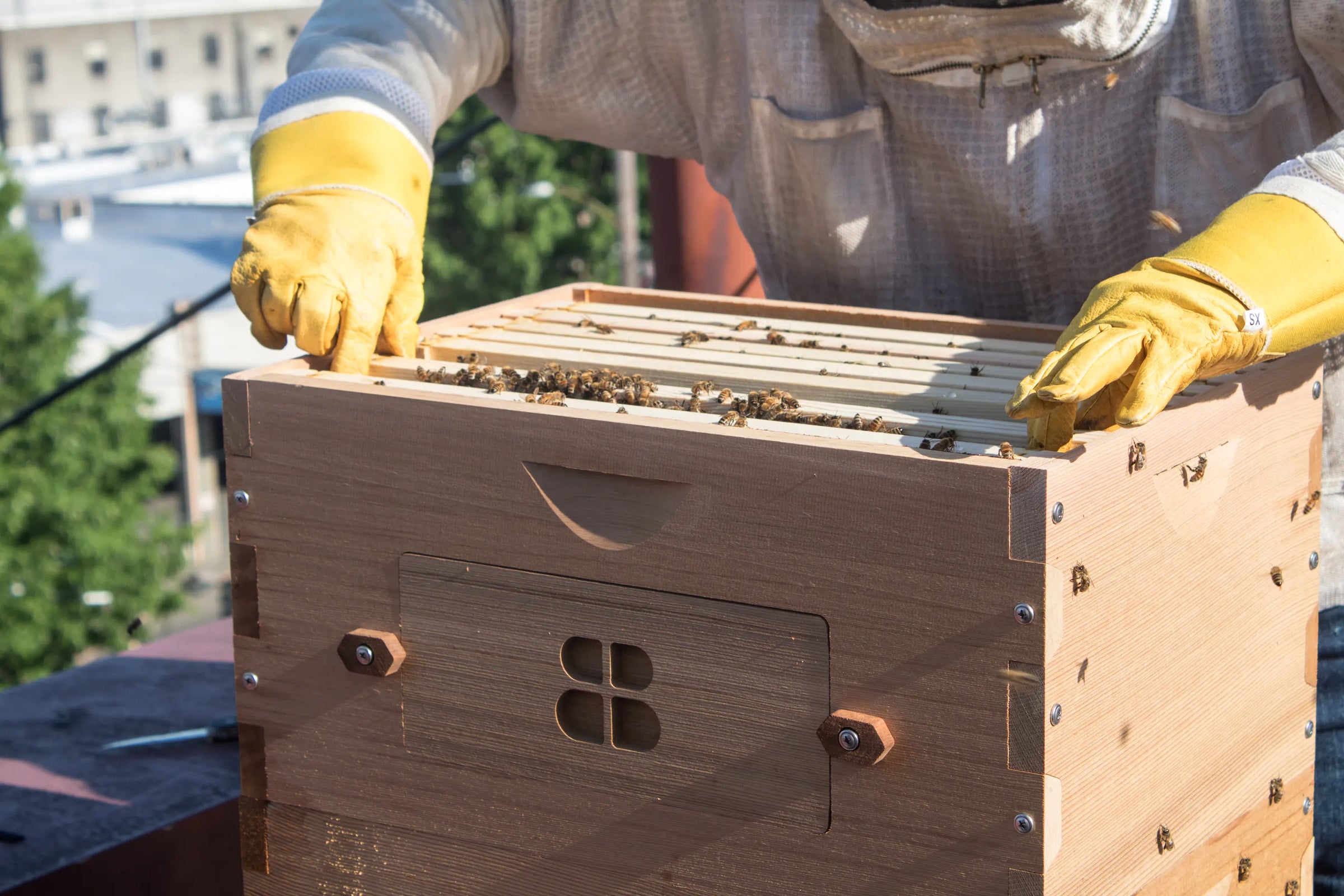 Natural Beekeeping Techniques: Starter Kits and Essential Gear