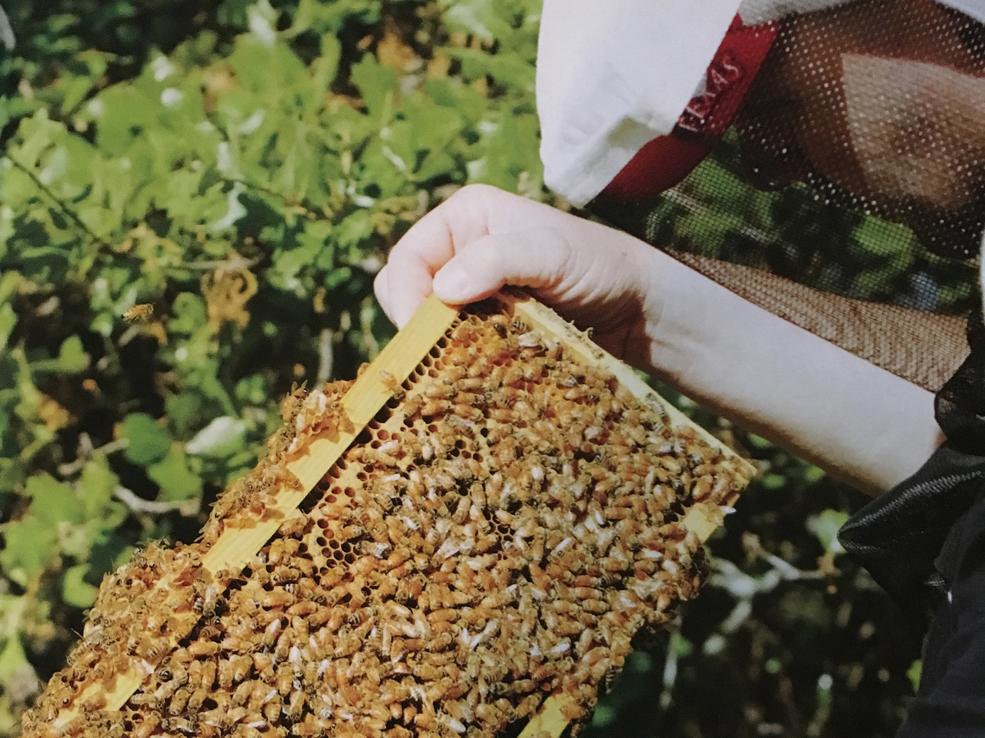 2026 guide: Starting Your Beekeeping Journey with Natural Techniques & Essential Starter Kits