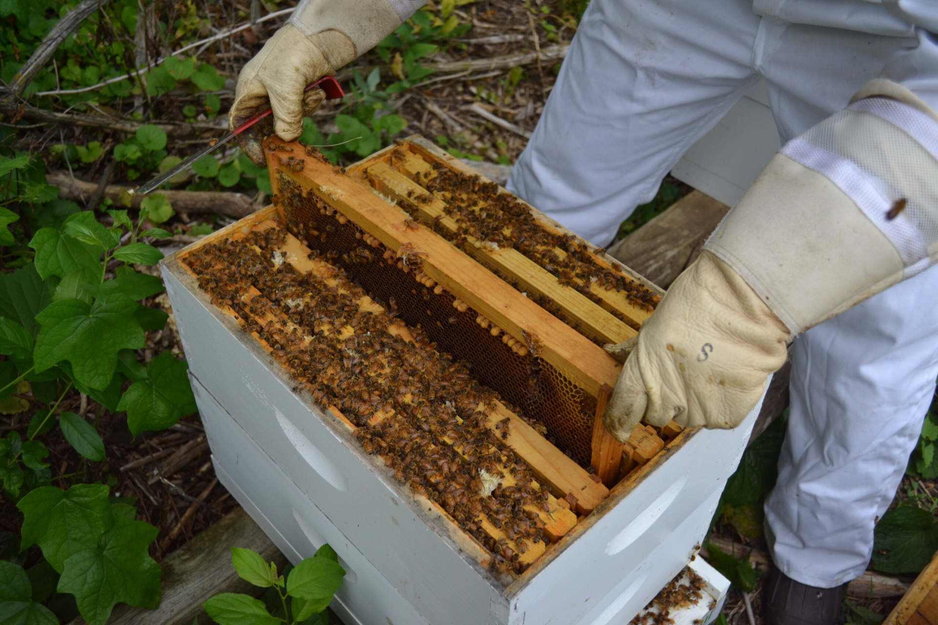Beginner Beekeeping: Laws, Kits, and Natural Methods