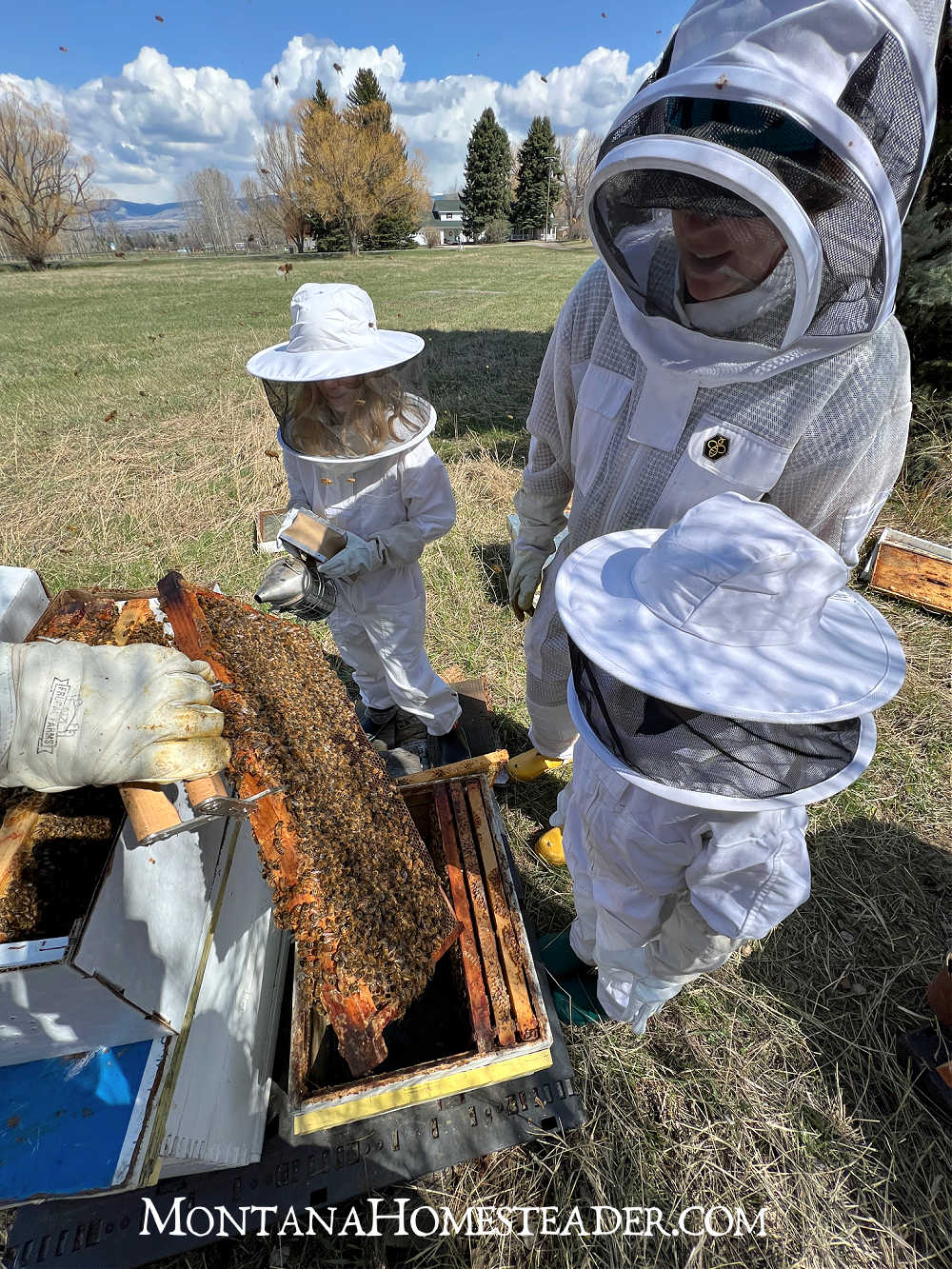 Beginner Beekeeping