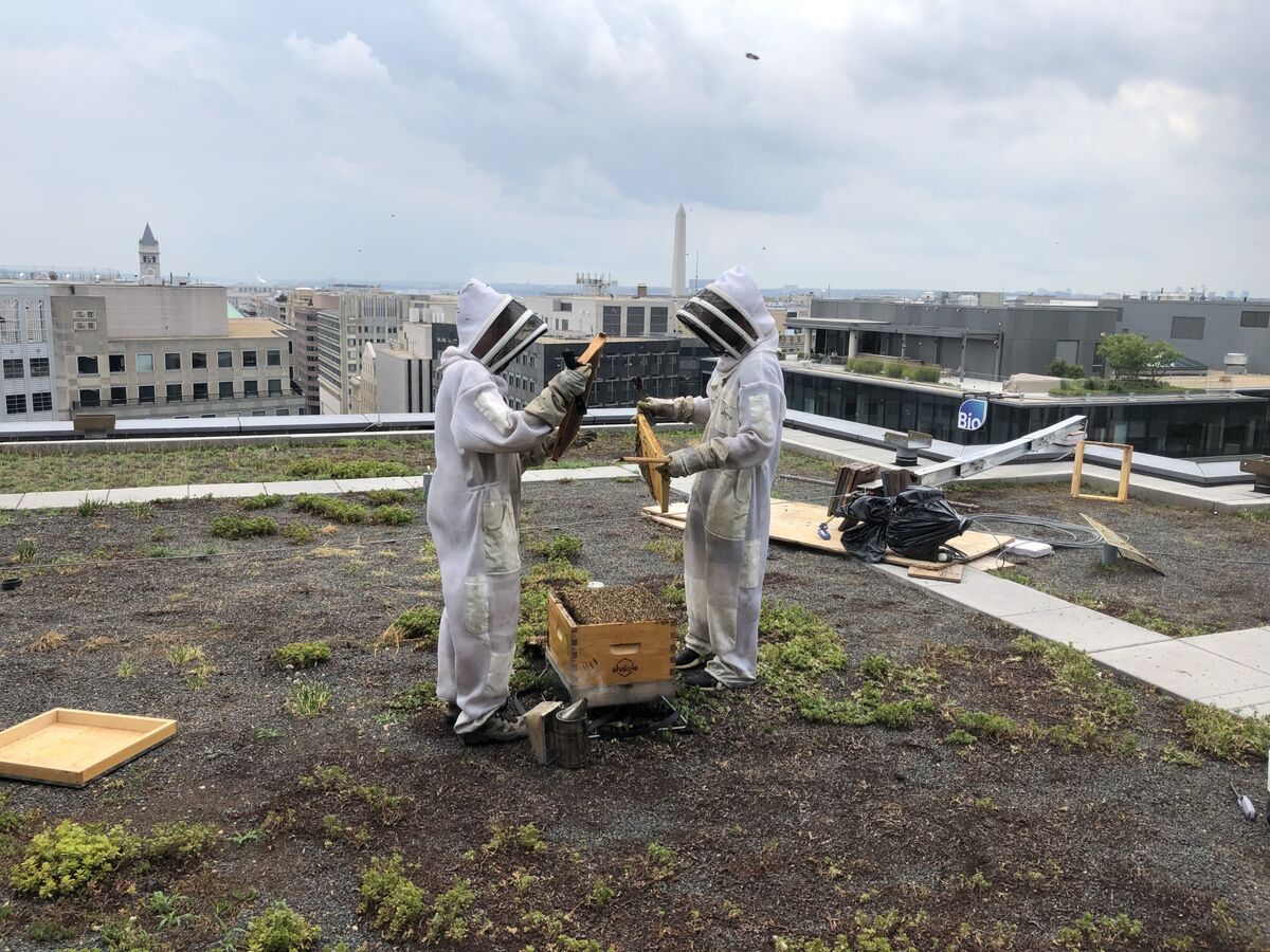 Beginner's Guide to Beekeeping