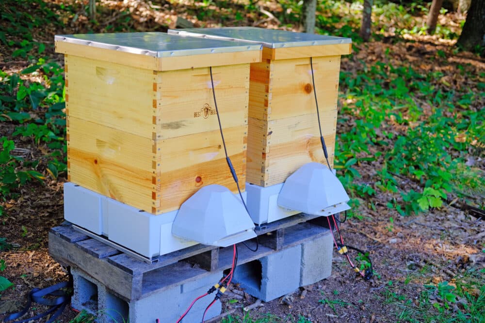 Smart Beekeeping Technology: How AI and IoT Are Revolutionizing Hive Management in 2026