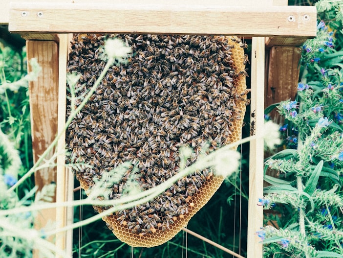 Beekeeping Laws Update