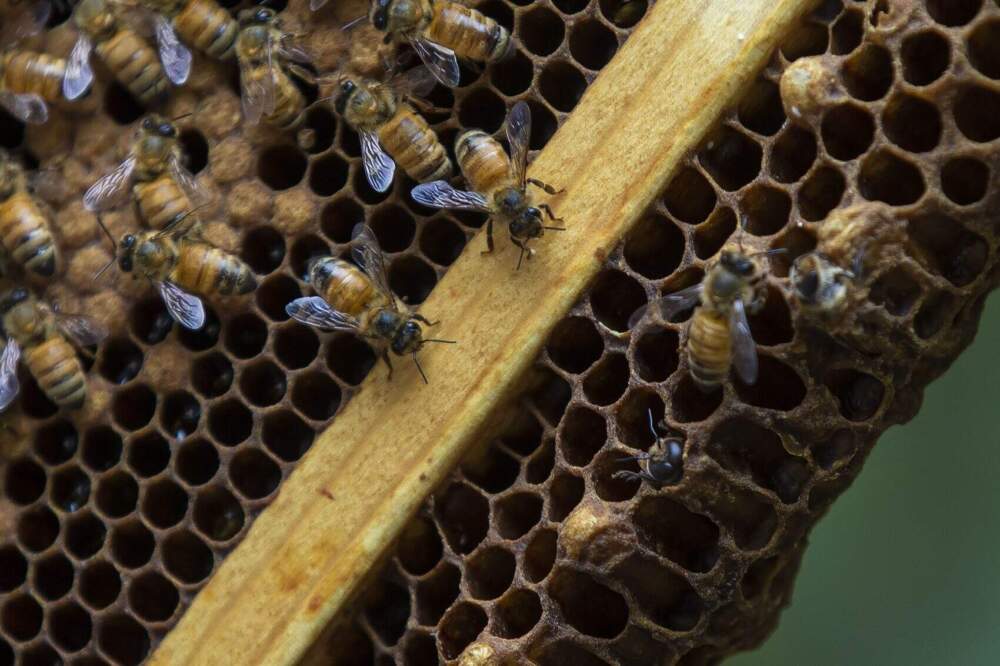 Beekeeping Laws Update