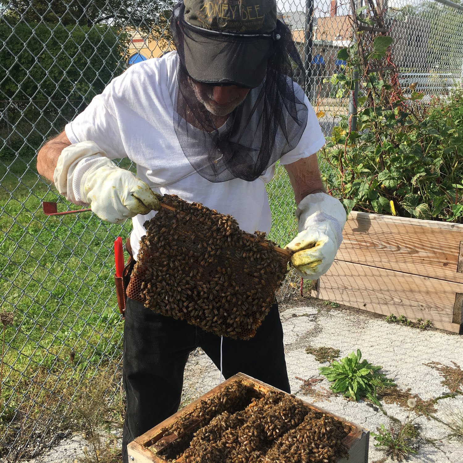 Beginning Beekeeping Class — C H I C A G O H O N E Y C O - O P