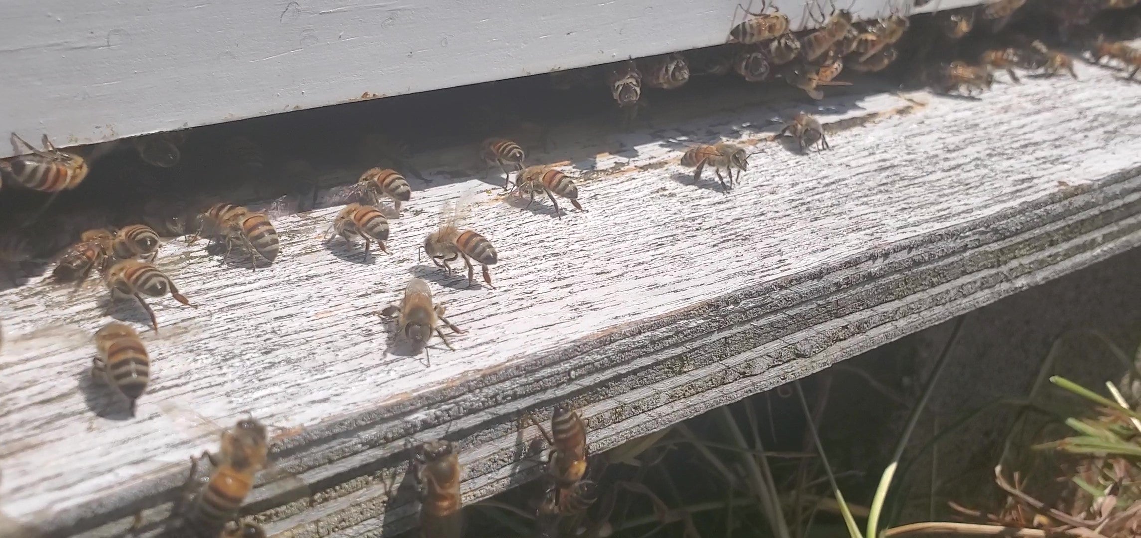 Best Beginner Beekeeping Starter Kits for 2026