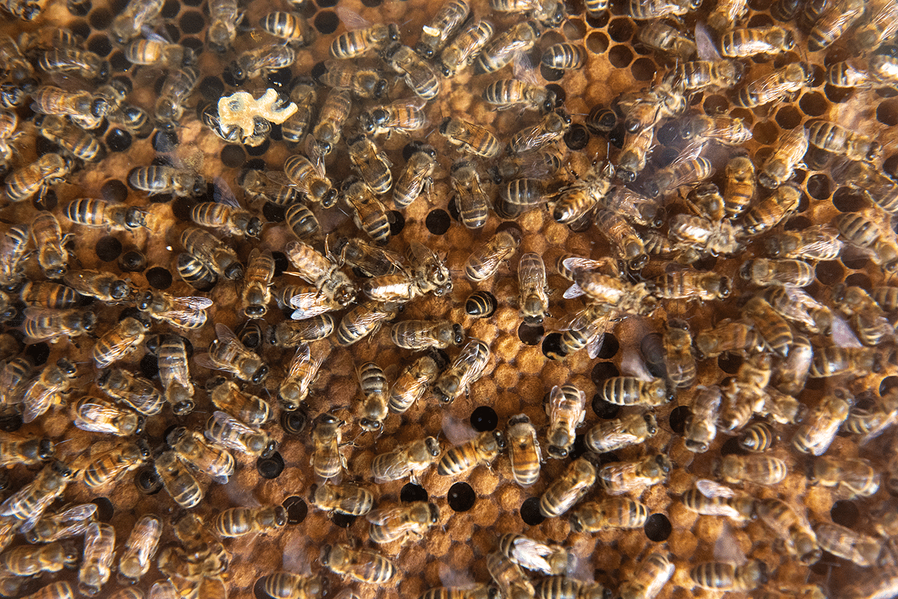 Thriving bee colony buzzing around a natural beehive