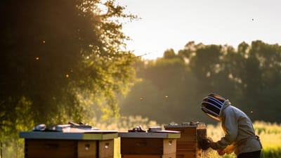 Exploring Different Types of Hives: A Guide to Natural Beekeeping