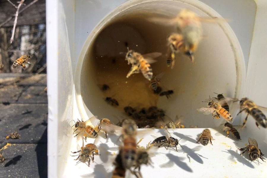 DIY bee feeder materials