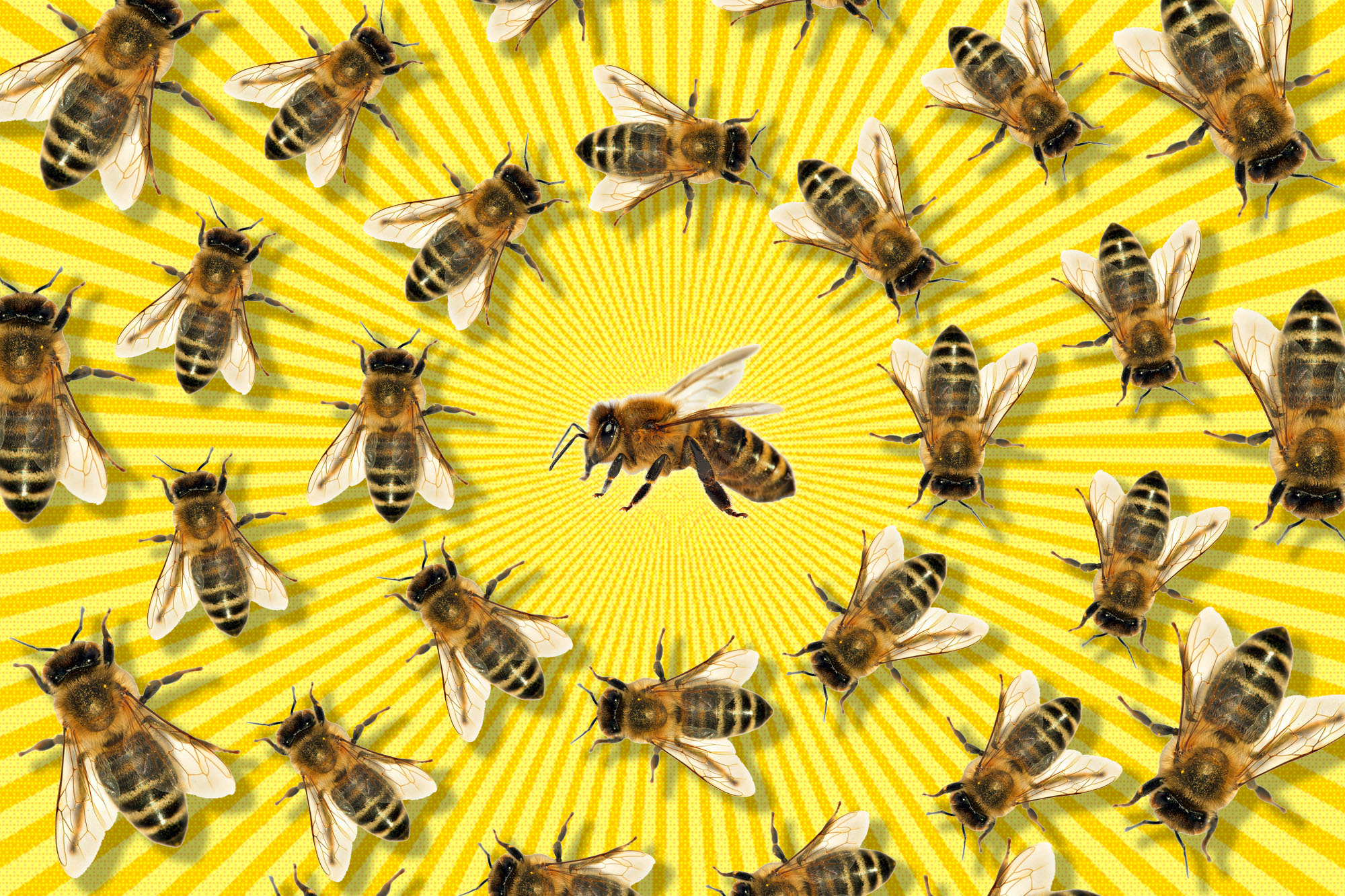 bees food chain