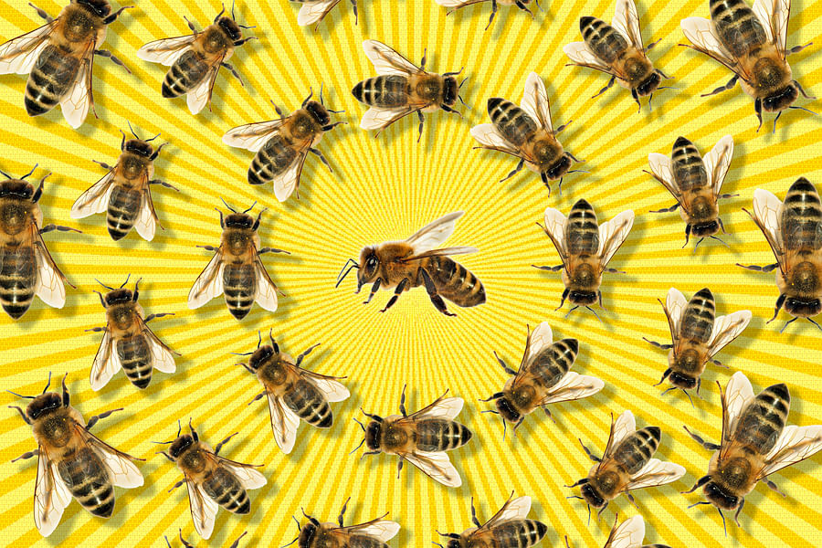 bees food chain