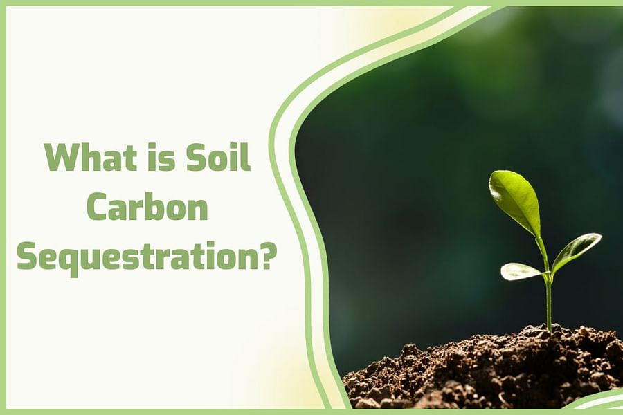 carbon sequestration plants