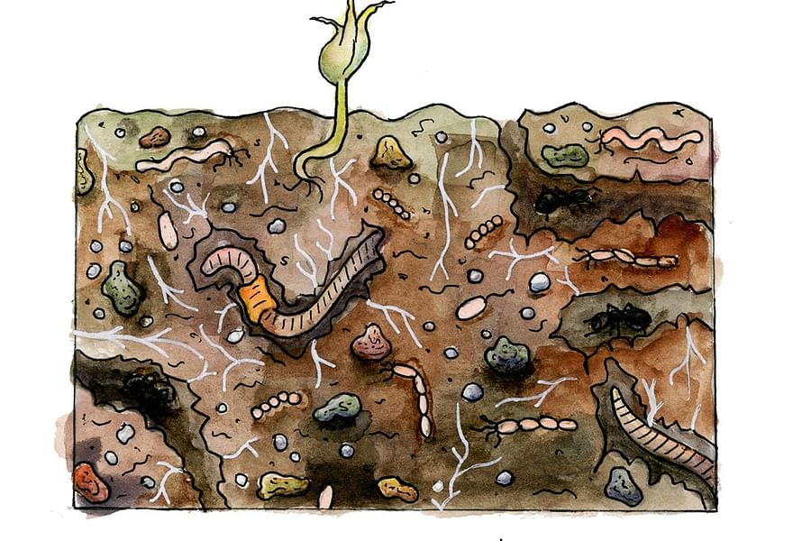 healthy soil ecosystem