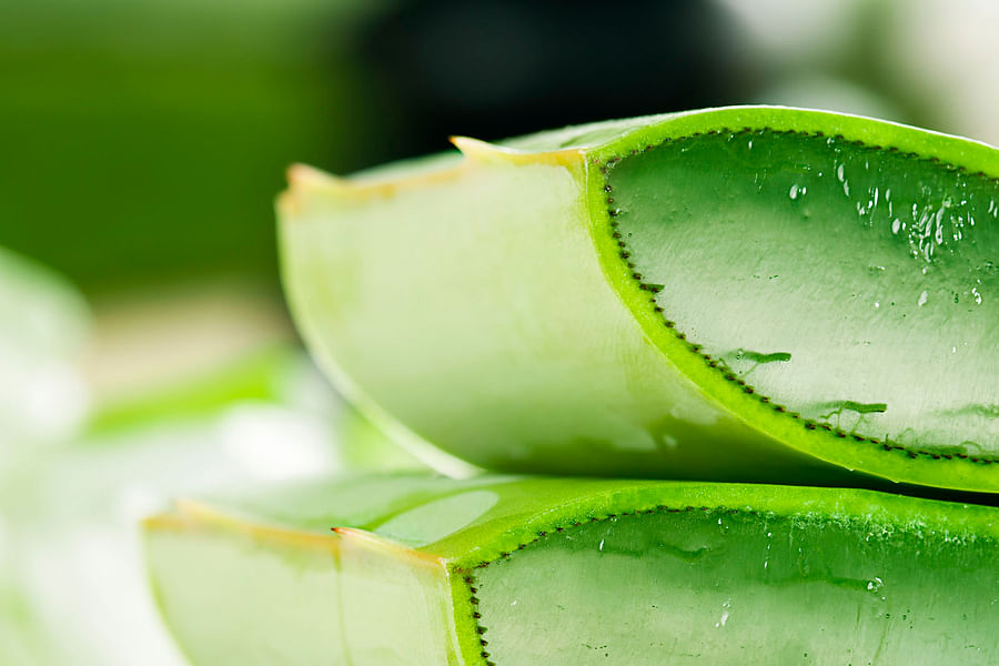 aloe vera gel plant