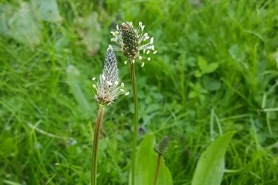plantain leaves herb