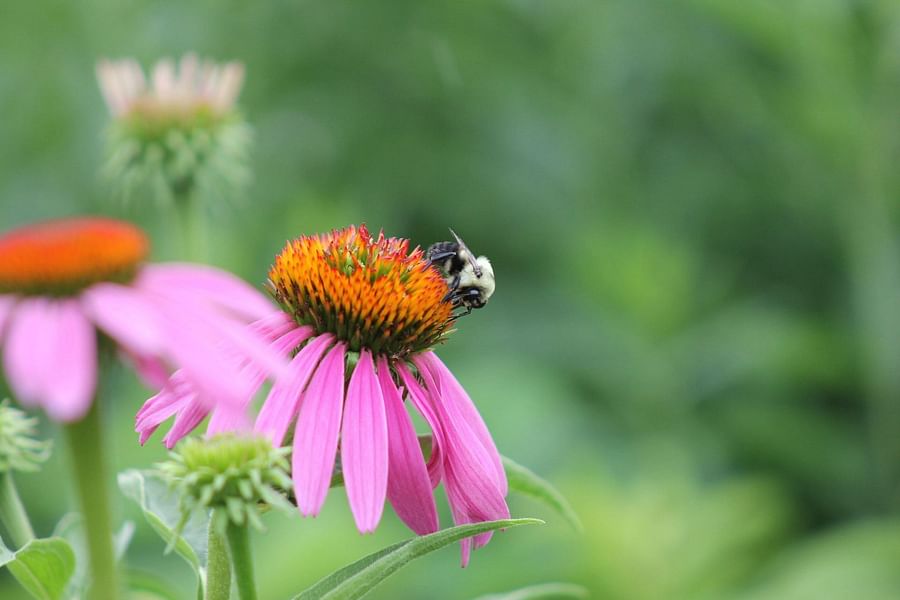 Bee Pollen Heart Health
