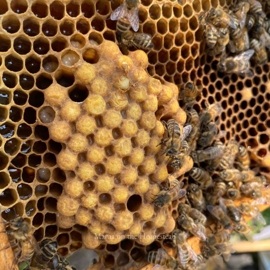 bee hive disease inspection