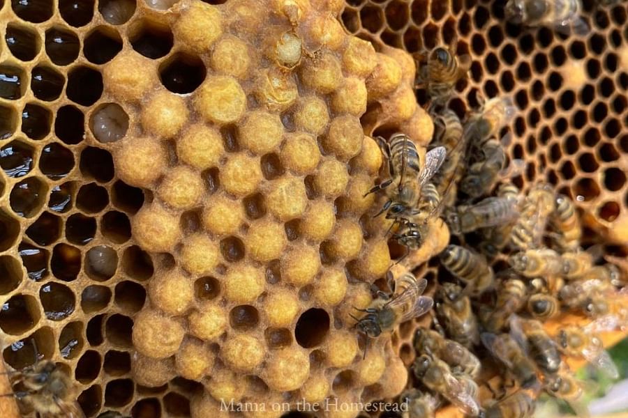 bee hive disease inspection