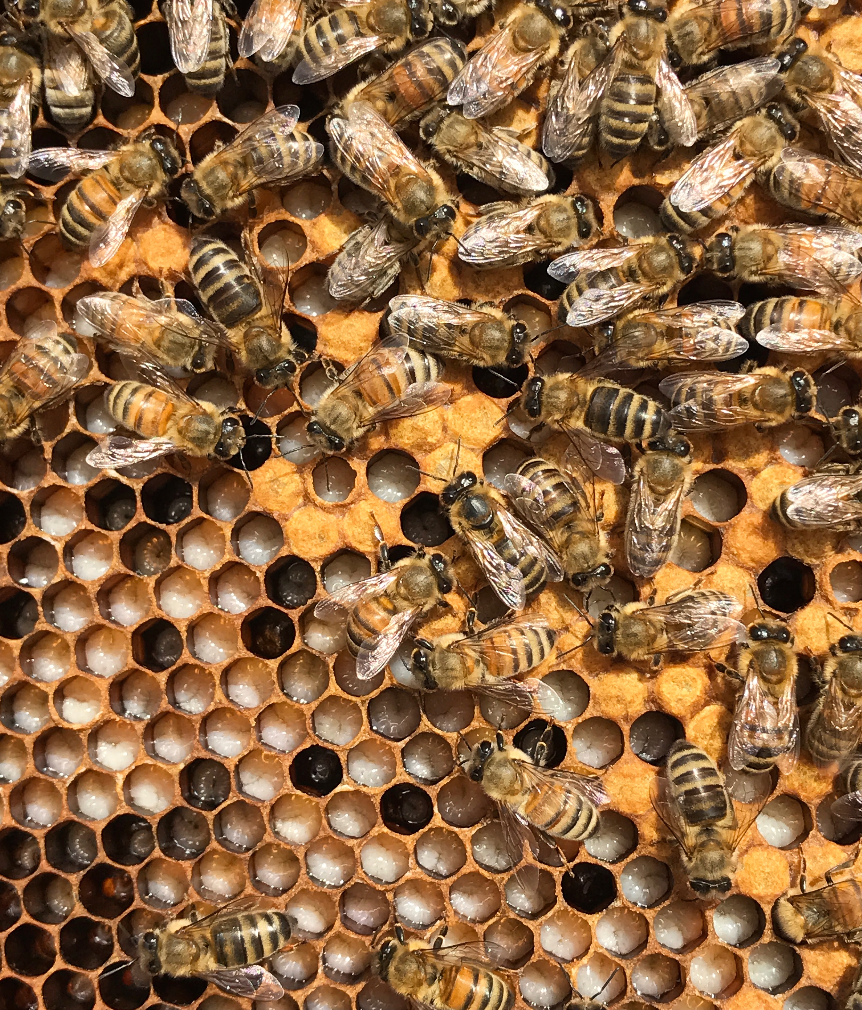 bee hive strength assessment