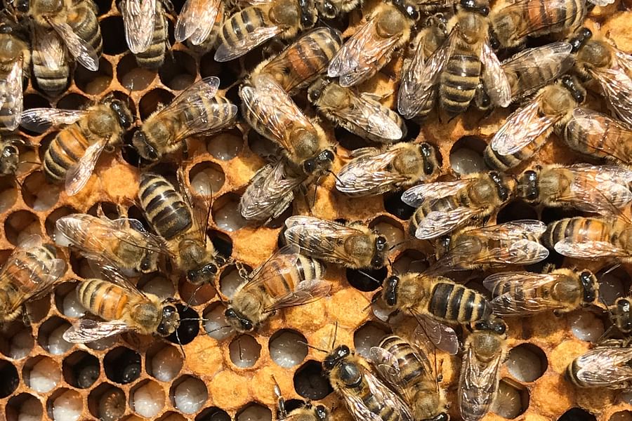 bee hive strength assessment