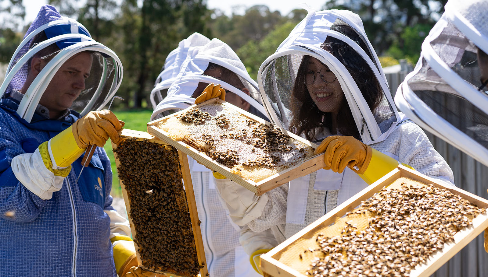 beekeeping hive inspection