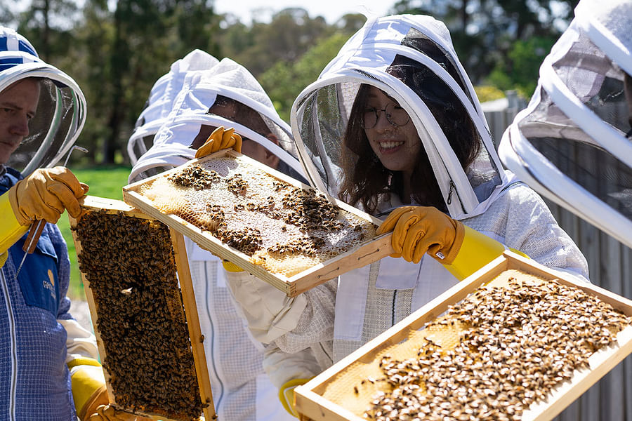 beekeeping hive inspection