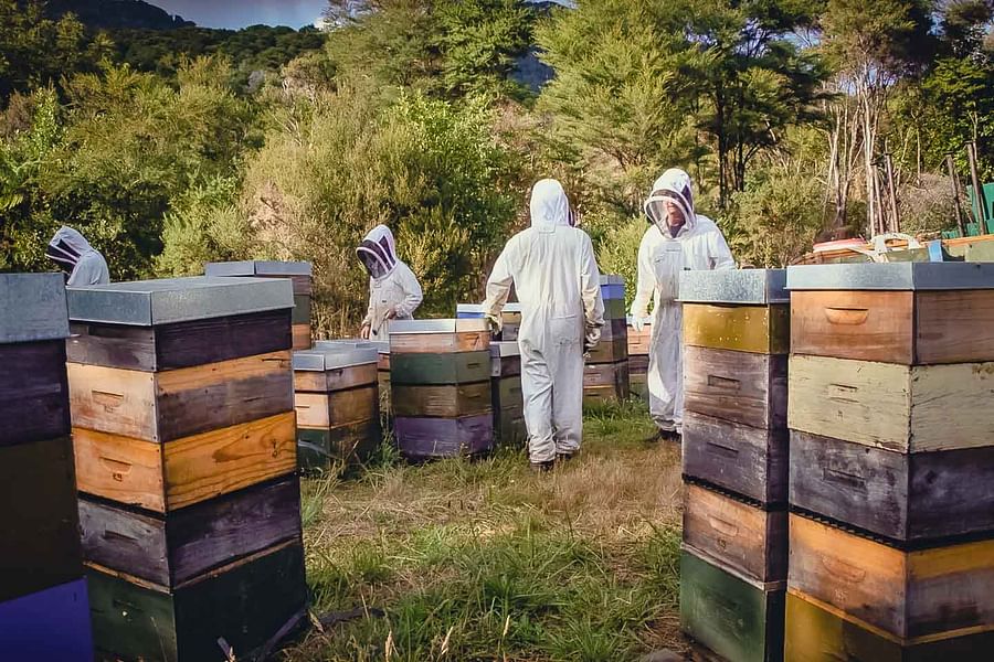 beekeeping honey harvest