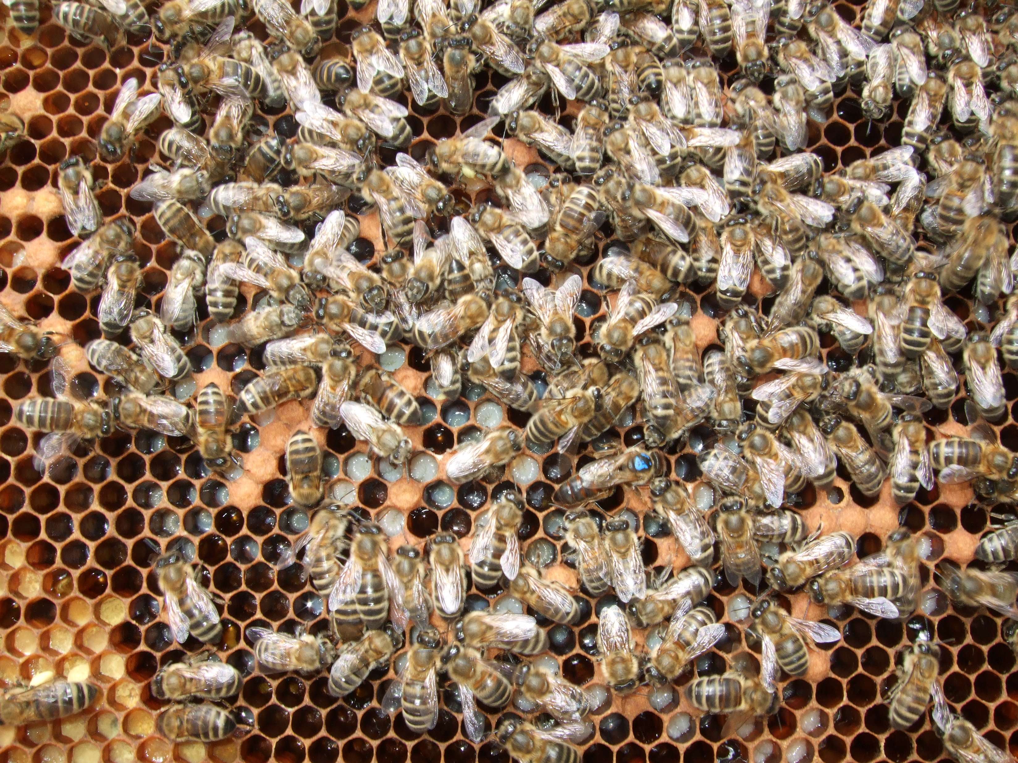 beekeeping swarm management