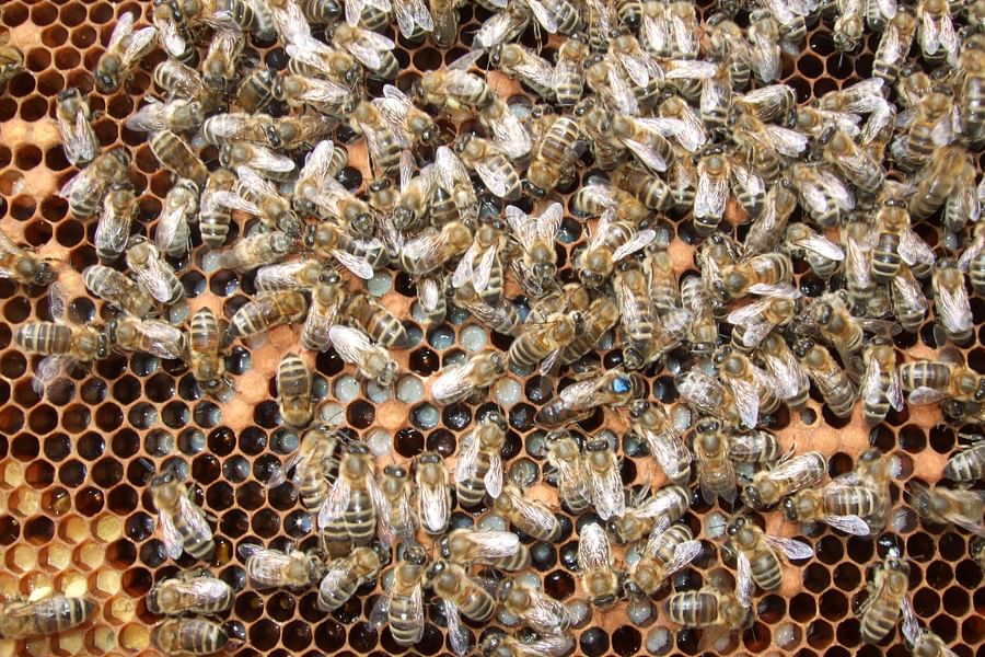 beekeeping swarm management