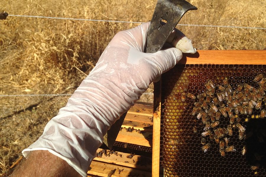 beekeeping water sources