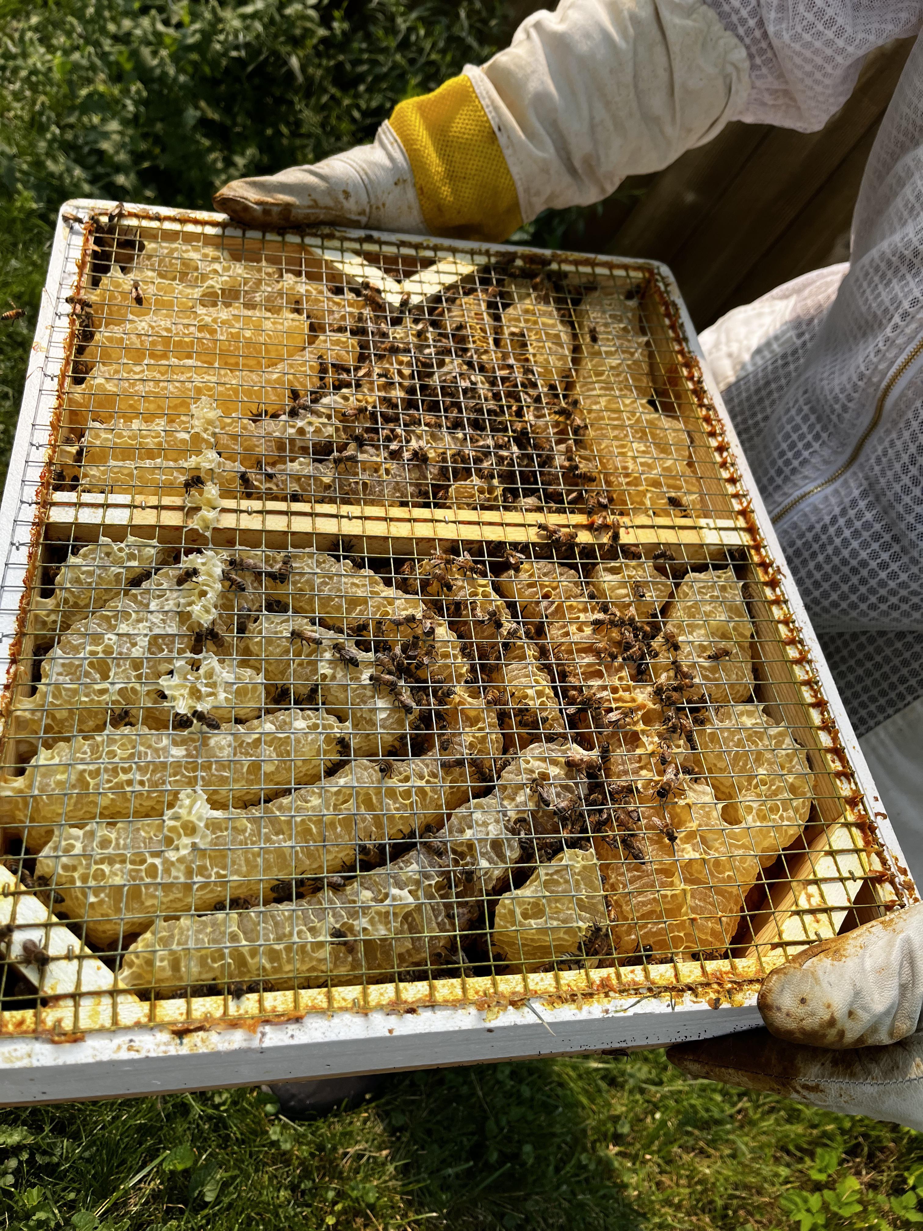 expanding bee hive space