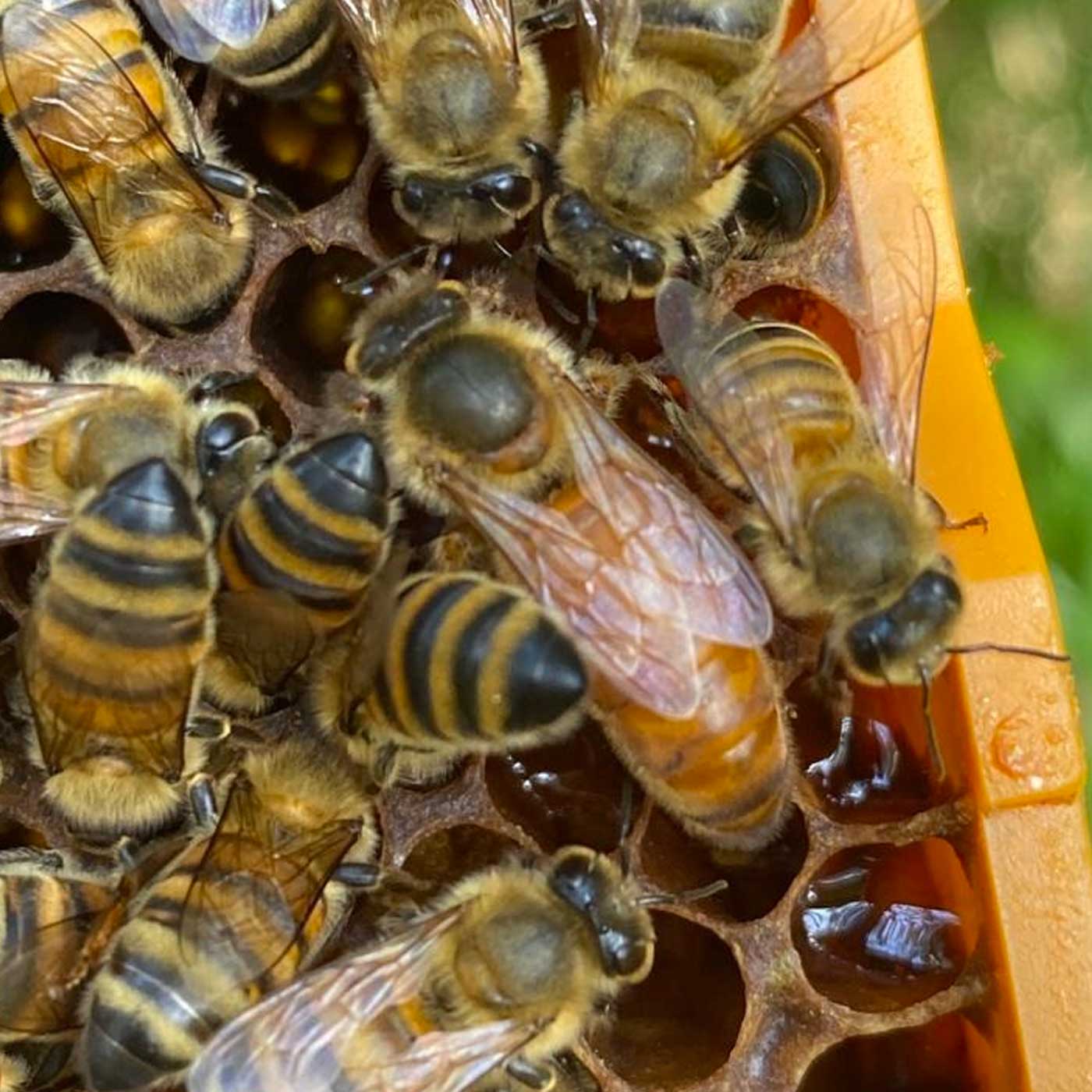 queen bee performance