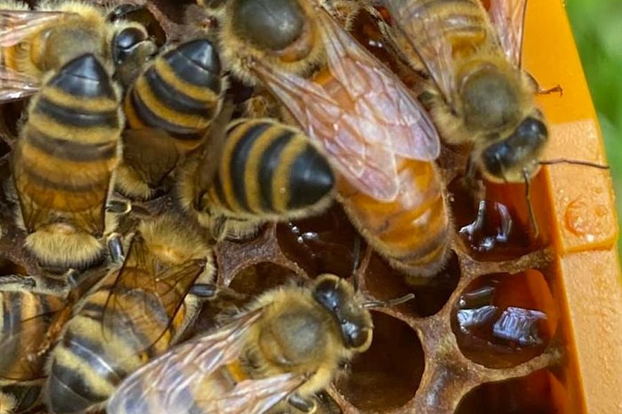 queen bee performance